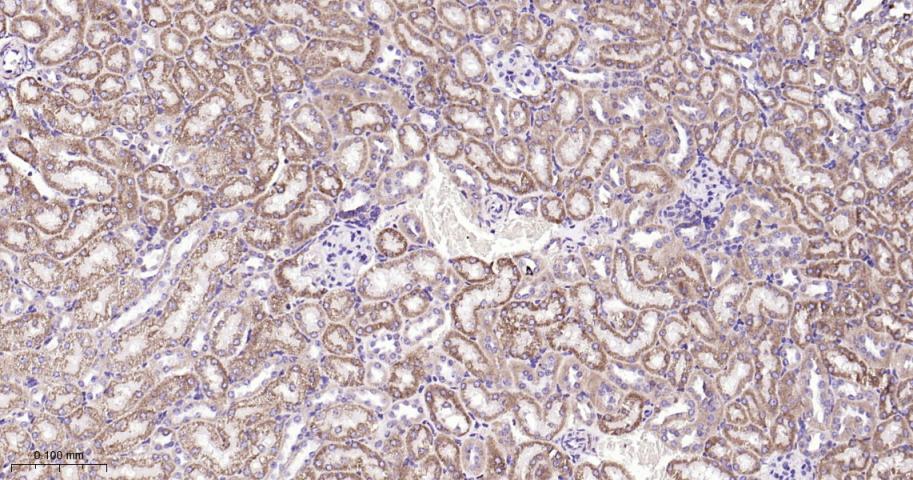 热休克蛋白10/HSPE1重组兔单抗