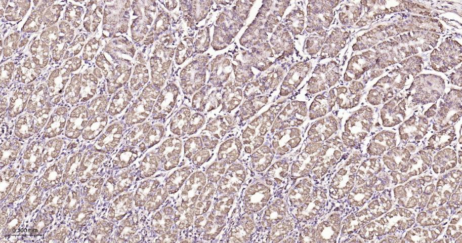 热休克蛋白10/HSPE1重组兔单抗