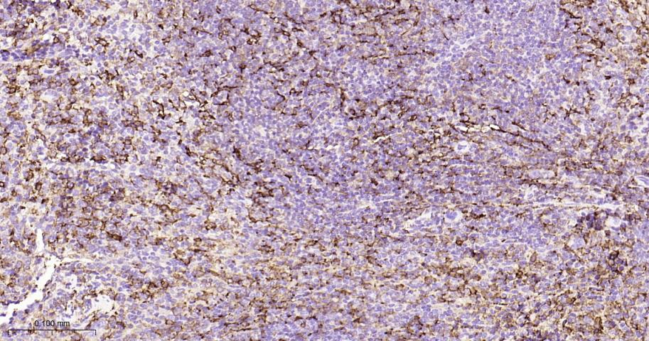 蛋白质酪氨酸激酶JAK-1重组兔单抗