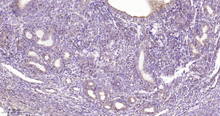 热休克蛋白10/HSPE1重组兔单抗