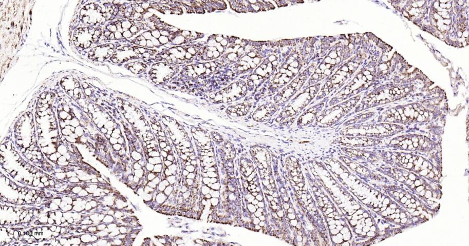 热休克蛋白10/HSPE1重组兔单抗