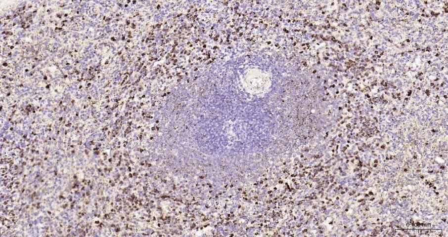白细胞蛋白酶3重组兔单抗