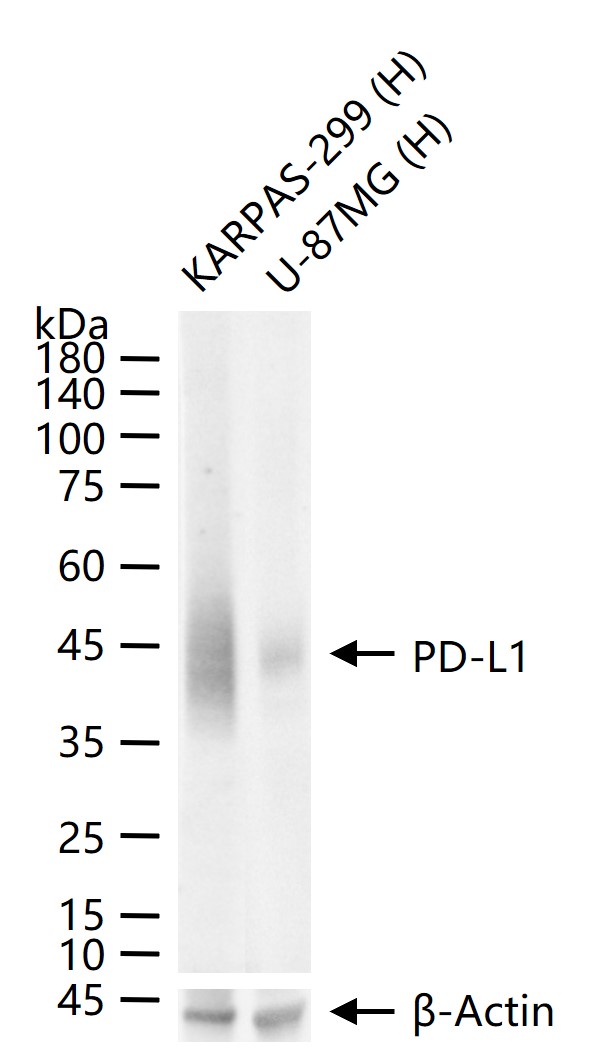 程序性死亡配体1重组兔单抗