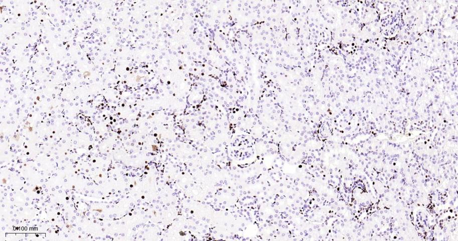 微小染色体维持缺陷蛋白2重组兔单抗