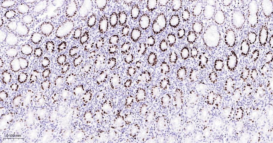 微小染色体维持缺陷蛋白2重组兔单抗