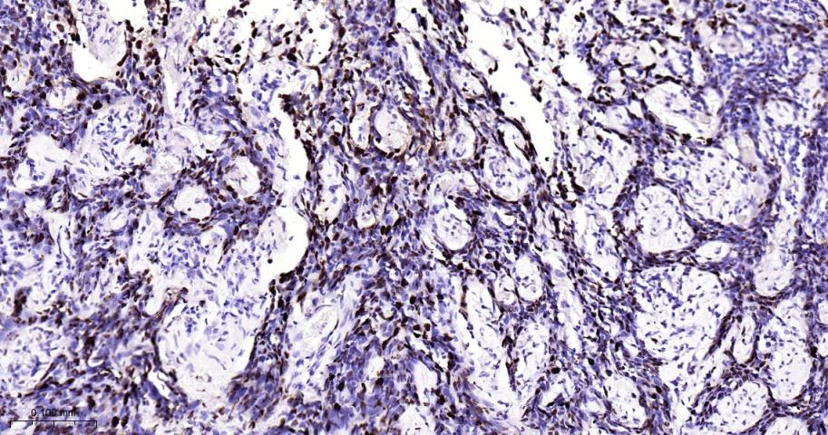 微小染色体维持缺陷蛋白2重组兔单抗