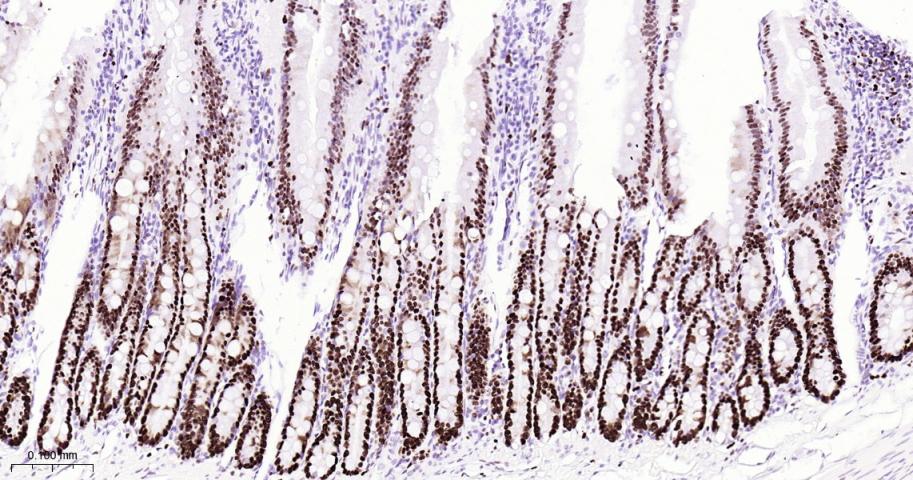 微小染色体维持缺陷蛋白2重组兔单抗