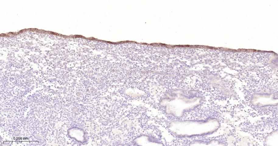 紧密连接蛋白1抗体-bsm-52037M
