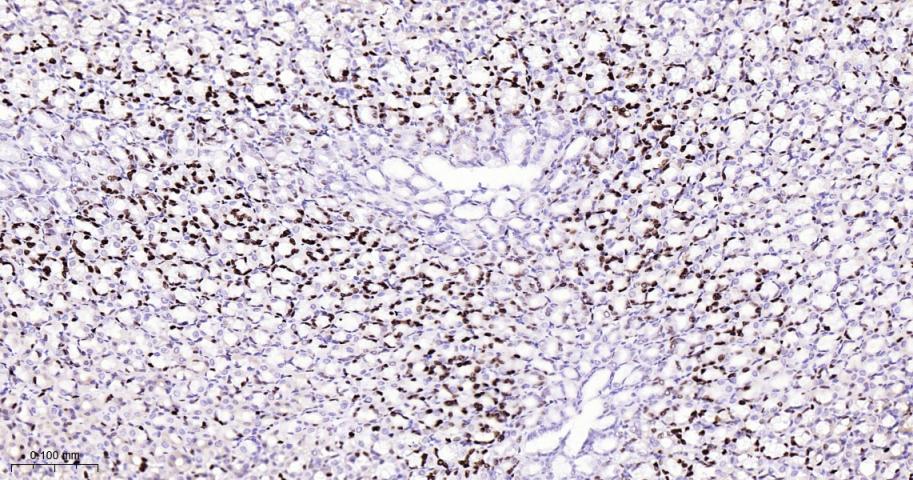 微小染色体维持缺陷蛋白2重组兔单抗