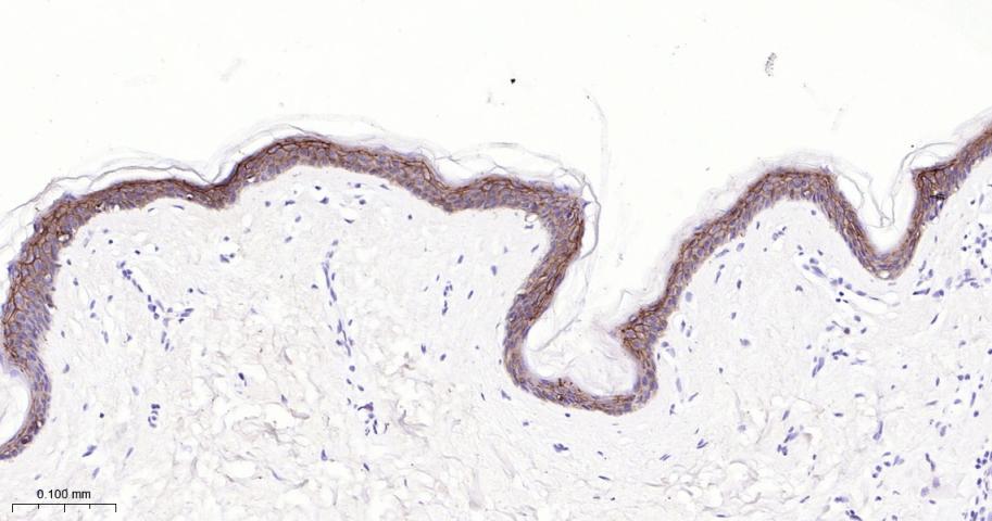 紧密连接蛋白1抗体-bsm-52037M