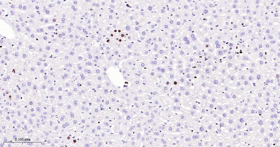 微小染色体维持缺陷蛋白2重组兔单抗