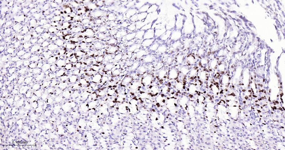 微小染色体维持缺陷蛋白2重组兔单抗