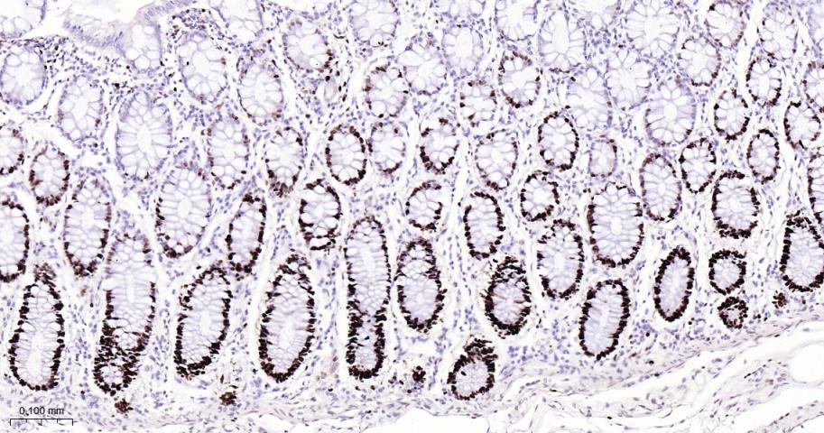 微小染色体维持缺陷蛋白2重组兔单抗