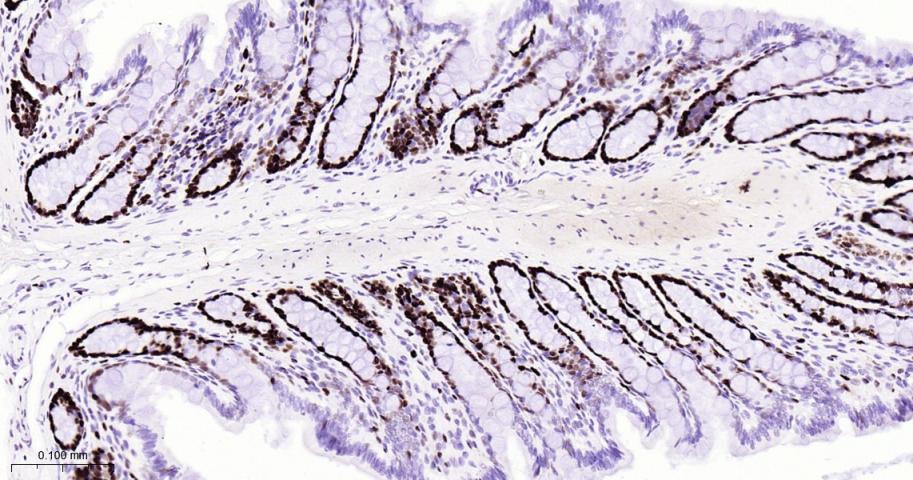 微小染色体维持缺陷蛋白2重组兔单抗