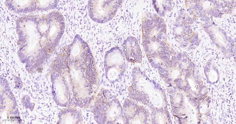紧密连接蛋白1抗体-bsm-52037M