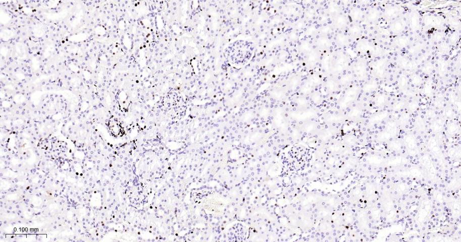 微小染色体维持缺陷蛋白2重组兔单抗