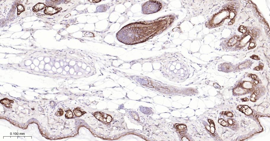 紧密连接蛋白1抗体-bsm-52037M