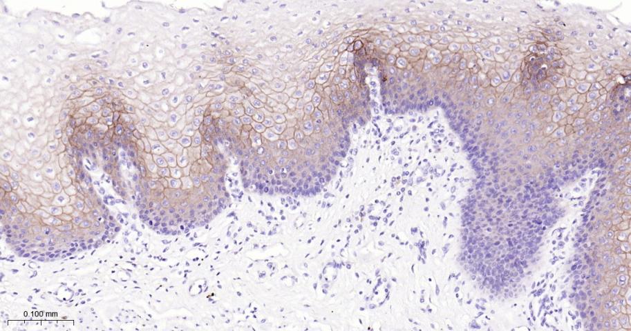 紧密连接蛋白1抗体-bsm-52037M