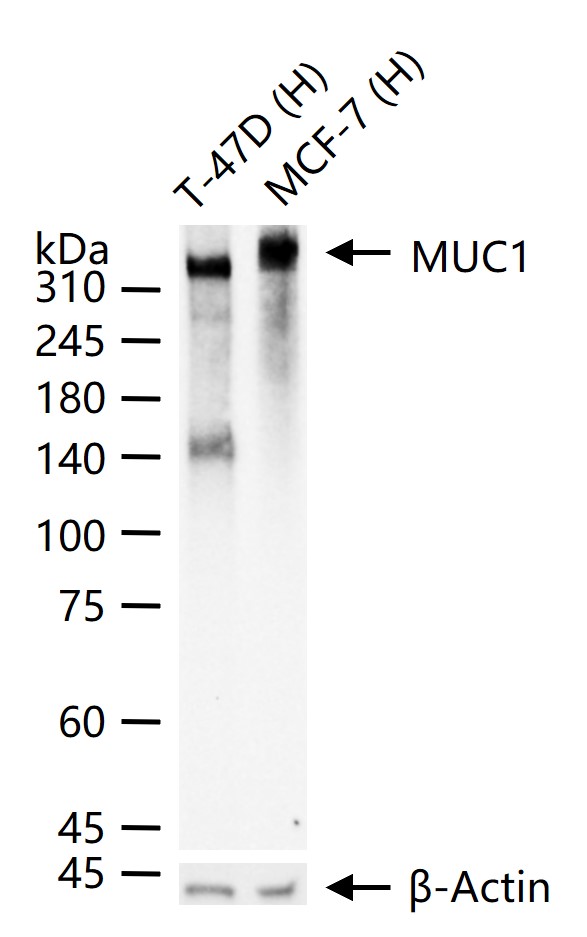 粘蛋白-1重组兔单抗
