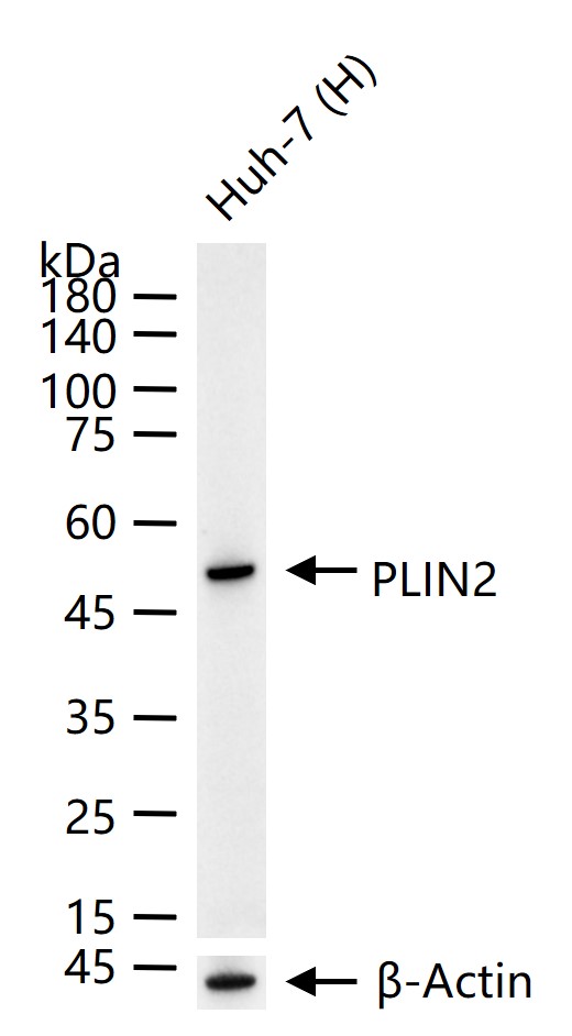 脂肪分化相关蛋白重组兔单抗