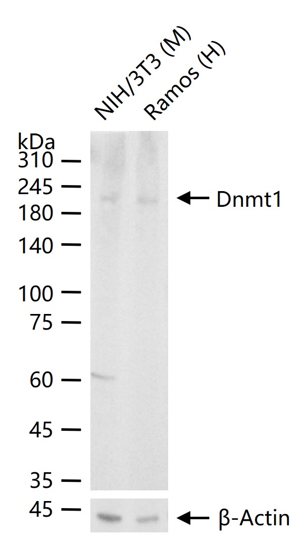 DNA甲基转移酶1重组兔单抗