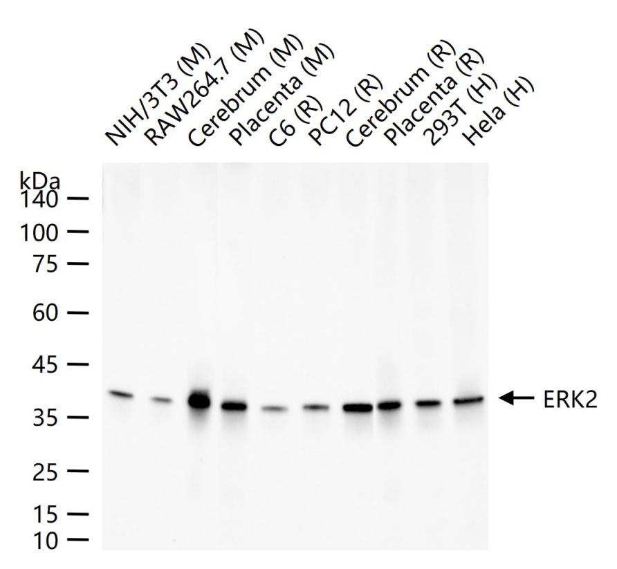 丝裂原活化蛋白激酶2重组兔单抗