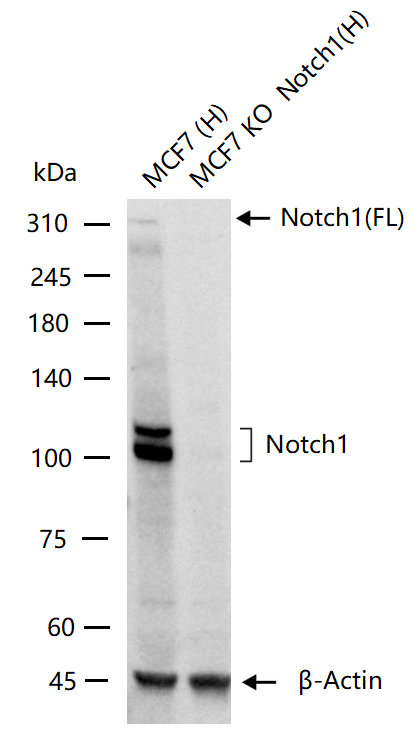 NOTCH1基因敲除MCF7细胞(Pool)-K070-1-1P