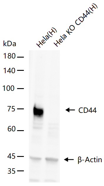CD44基因敲除Hela细胞（Pool）-K069-1-2P