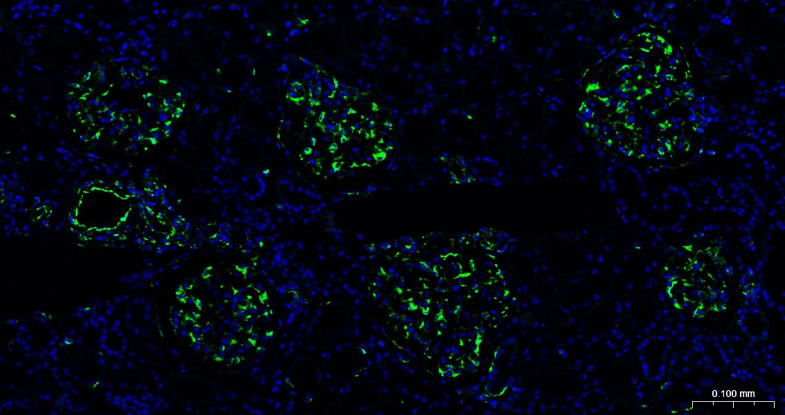 BF488标记山羊抗兔IgG(H+L), F(ab')2片段抗体