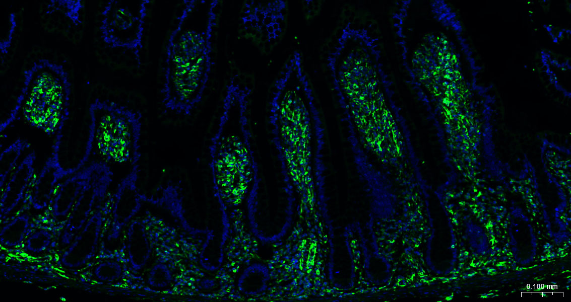 BF488标记山羊抗兔IgG(H+L), F(ab')2片段抗体