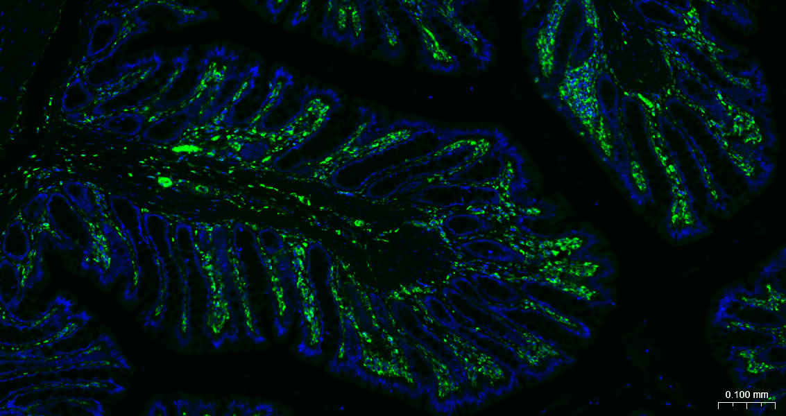 BF488标记山羊抗兔IgG(H+L), F(ab')2片段抗体