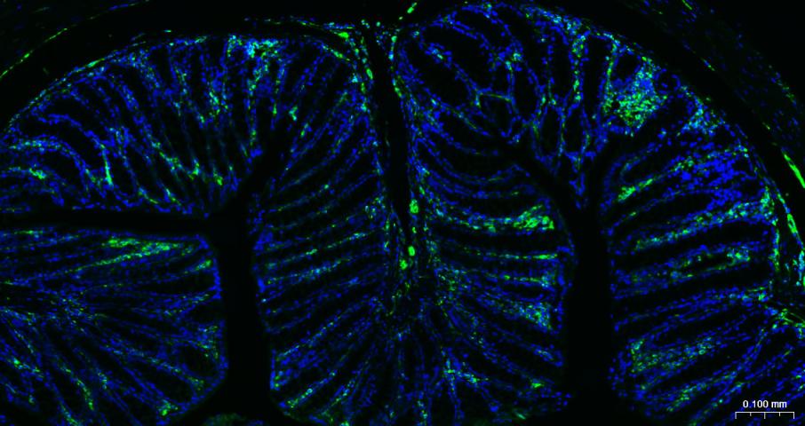 BF488标记山羊抗兔IgG(H+L), F(ab')2片段抗体
