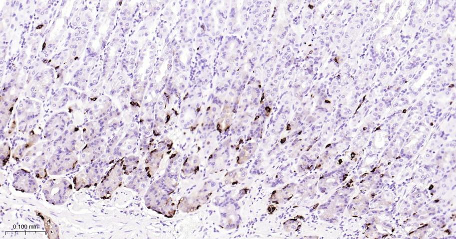 嗜铬粒素A重组兔单抗