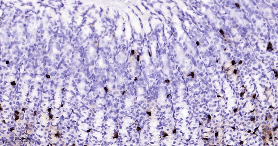 嗜铬粒素A重组兔单抗