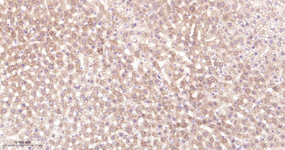 核因子2相关因子2抗体-bs-1074R