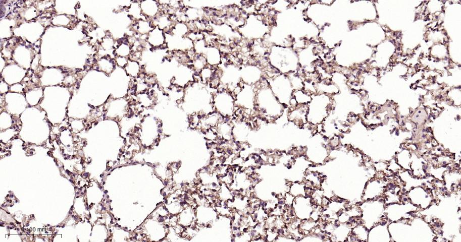 CD105抗体-bs-0579R