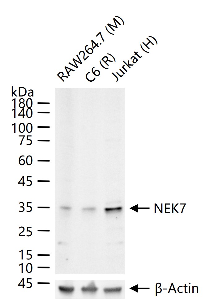 丝氨酸/苏氨酸蛋白激酶Nek7重组兔单抗