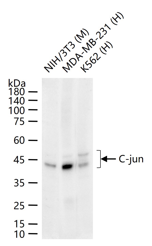 原癌基因蛋白/活化蛋白1重组兔单抗