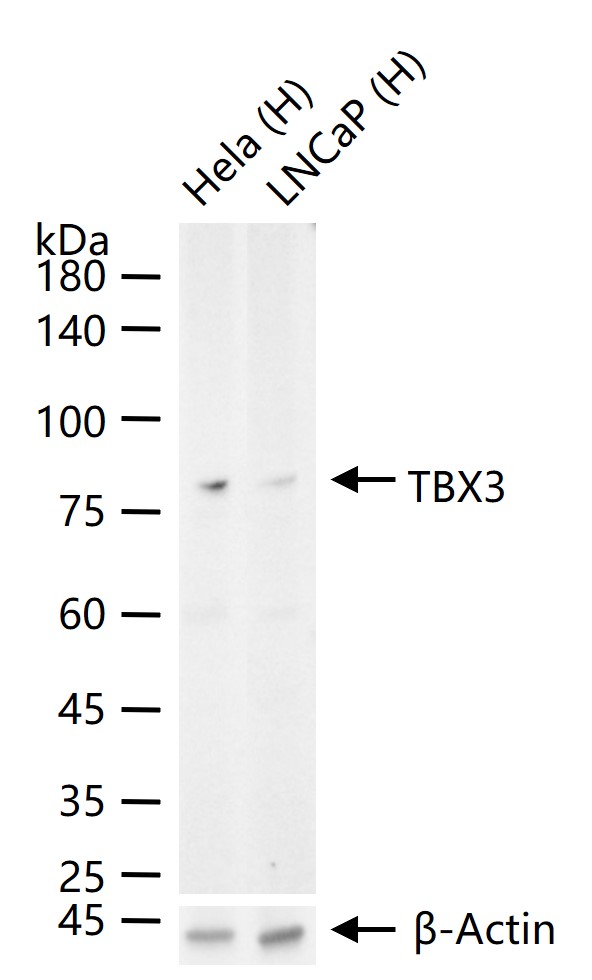 转录因子Tbx3重组兔单抗
