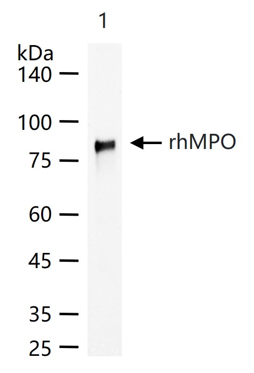 髓过氧化物酶单克隆抗体-bsm-43010M