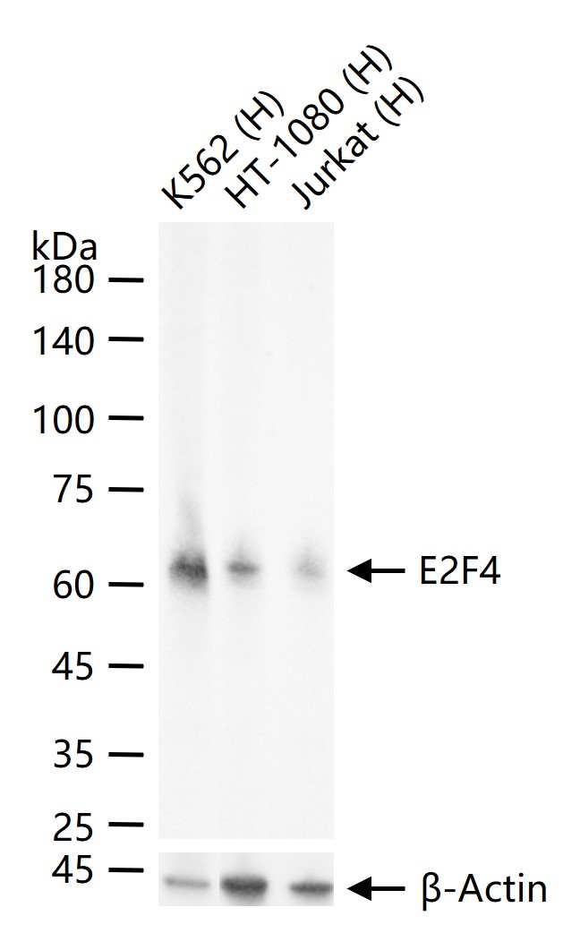 转录因子E2F-4重组兔单抗
