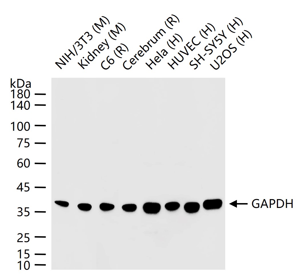 3-磷酸甘油醛脱氢酶（内参）重组兔单抗