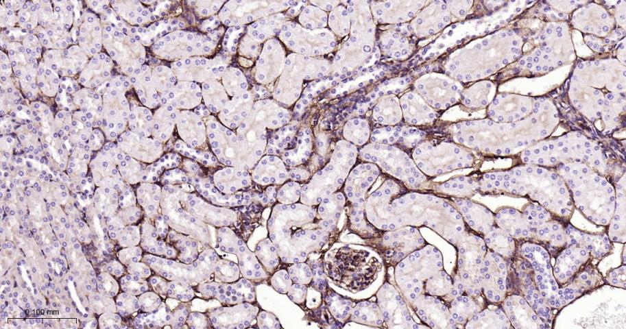 CD105抗体-bs-0579R