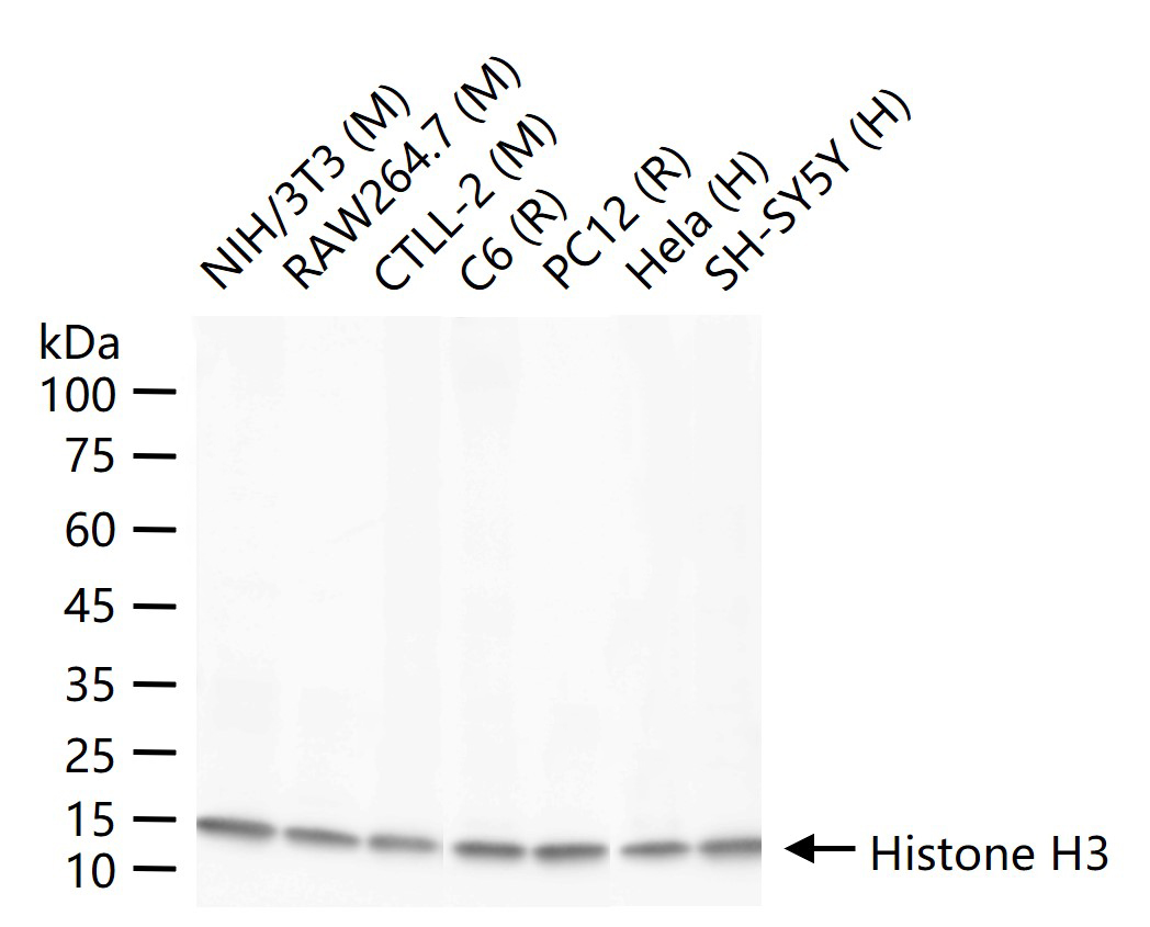 组蛋白H3(核内参)重组兔单抗