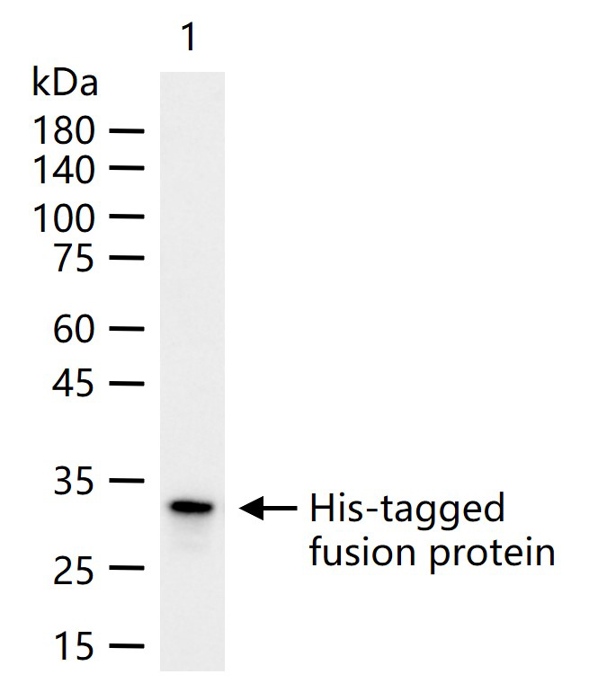 聚组氨酸抗体标签重组兔单抗