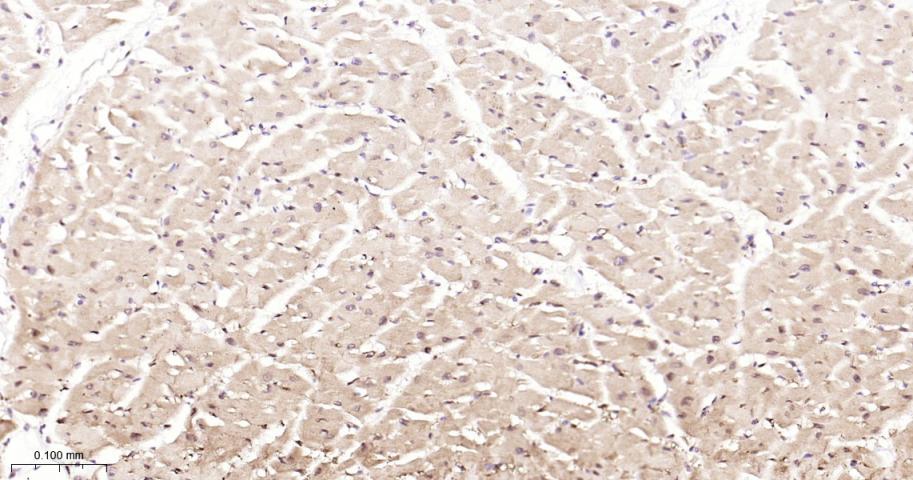 热休克蛋白90β/HSP90 β 重组兔单抗