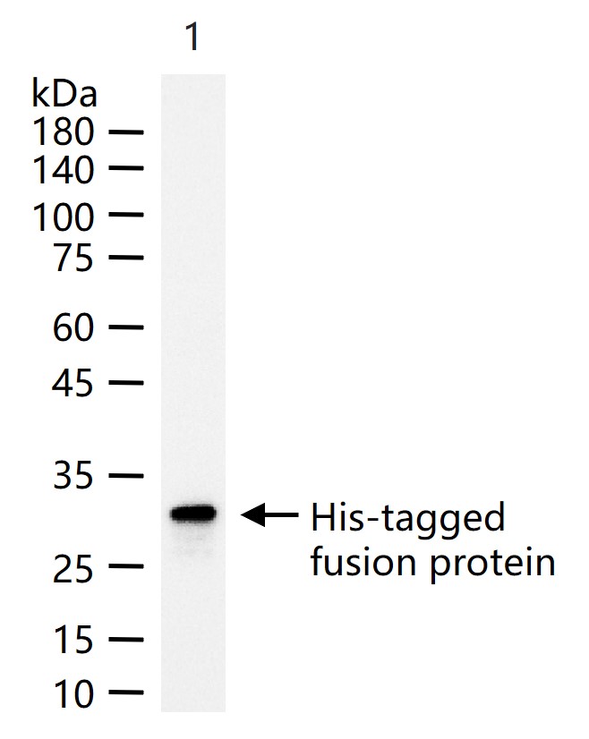 聚组氨酸抗体标签单克隆抗体