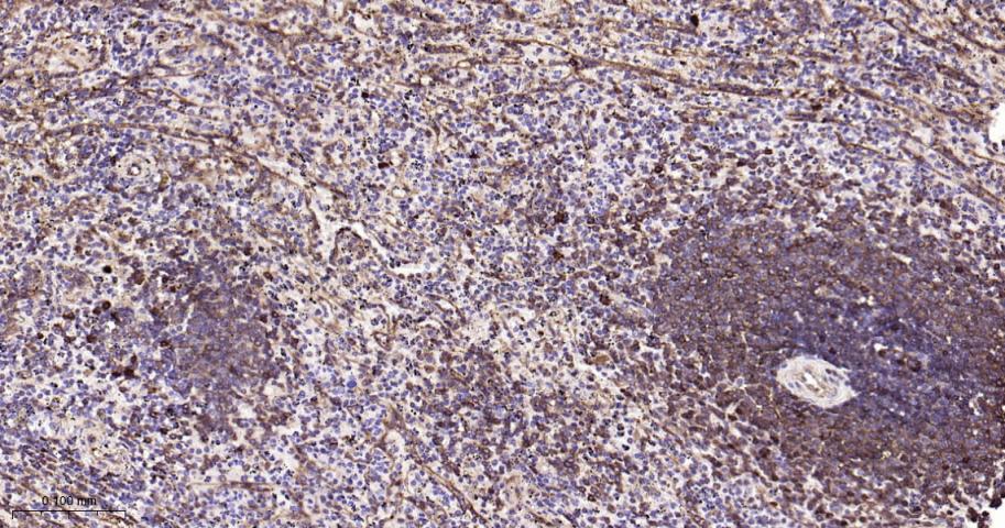 热休克蛋白90β/HSP90 β 重组兔单抗