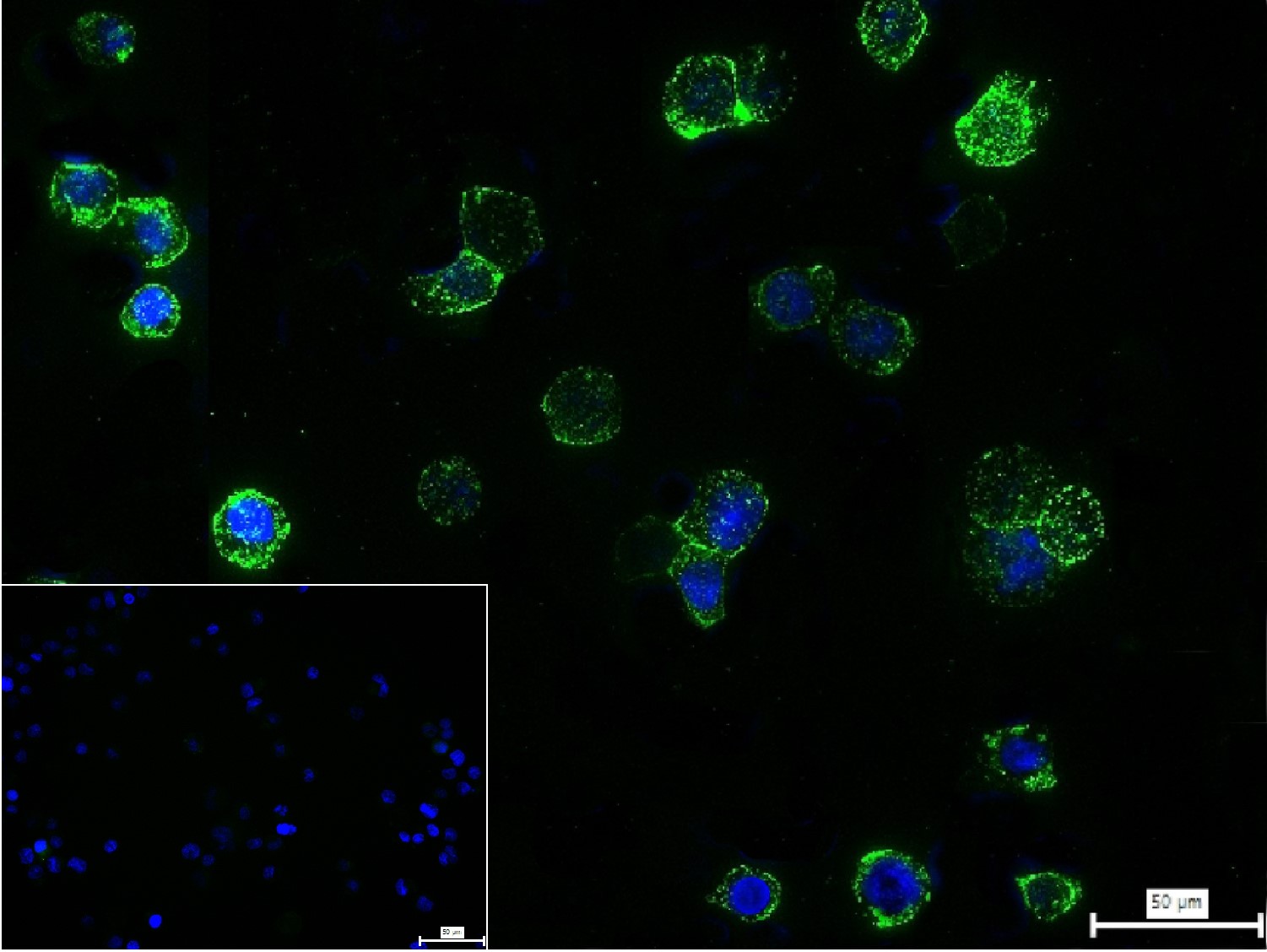 BCL10抗体-bs-2733R