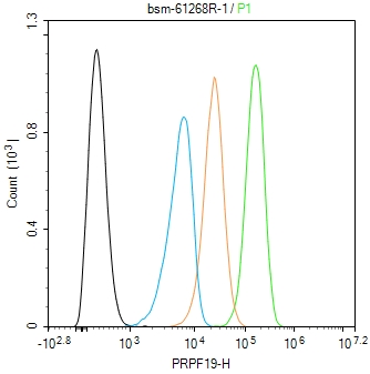 PRPF19重组兔单抗
